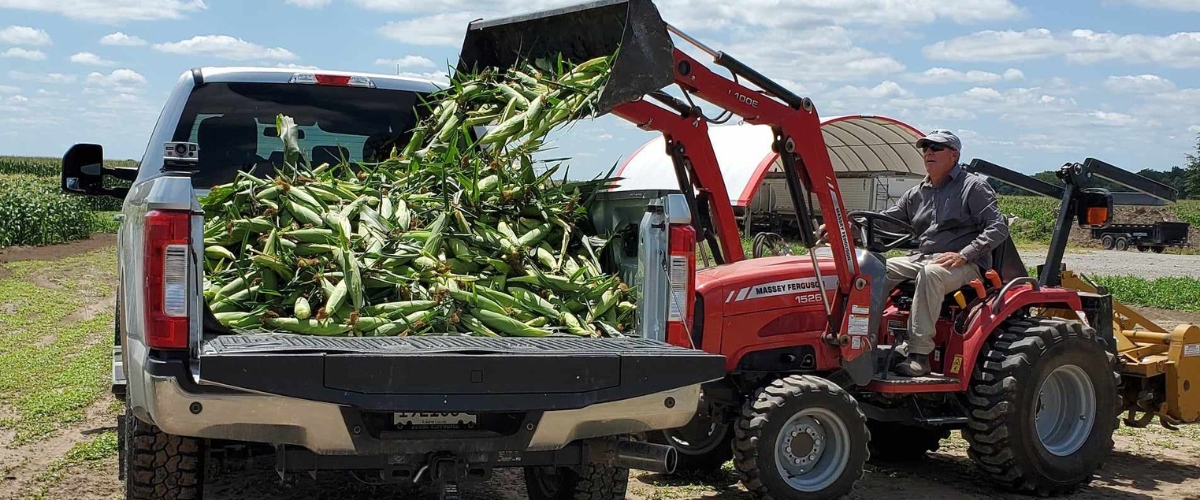 backhoe dropping ears of corn into a pickup truck