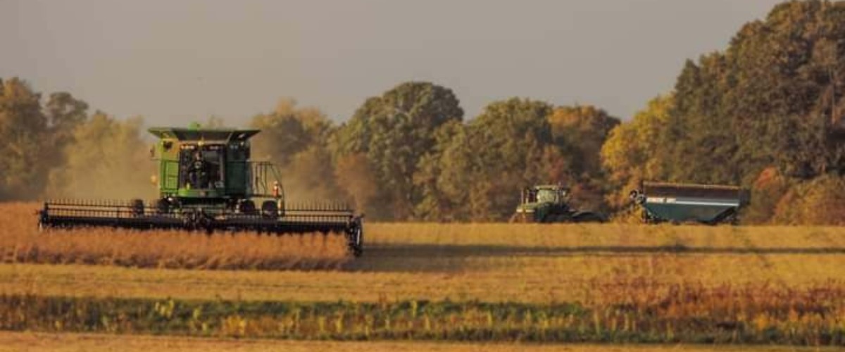 combine harvesting soybeans