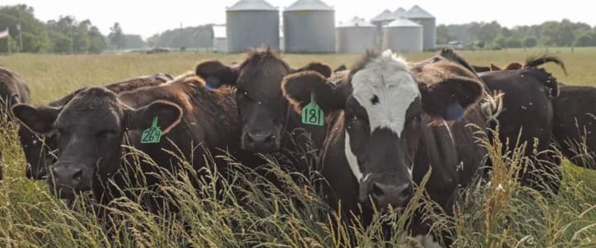 cattle in tall grass